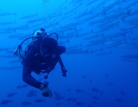 Scuba diver in between school of barracudas