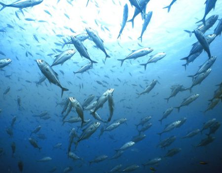 School of trevally at the Wall