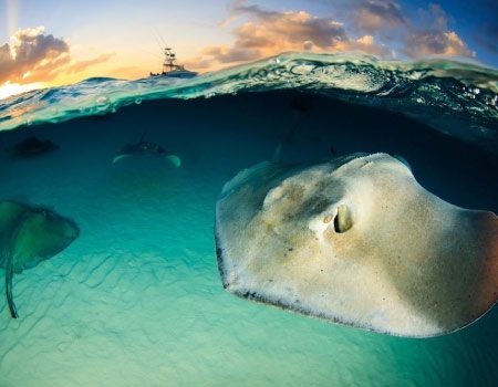 Stingrays at Juvis