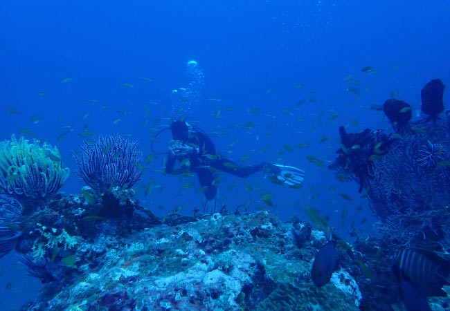 Watching school of Barracuda during the dive feels like i am doing the Best Scuba Diving in India