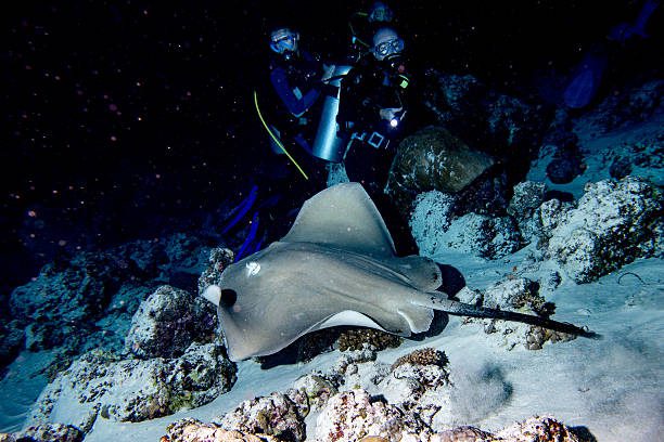 night divers underwater with manta ray