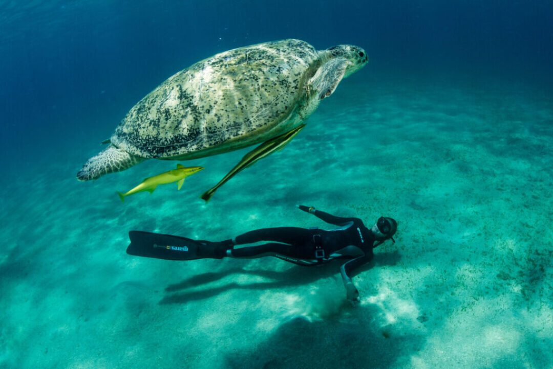 diver with turtle underwater