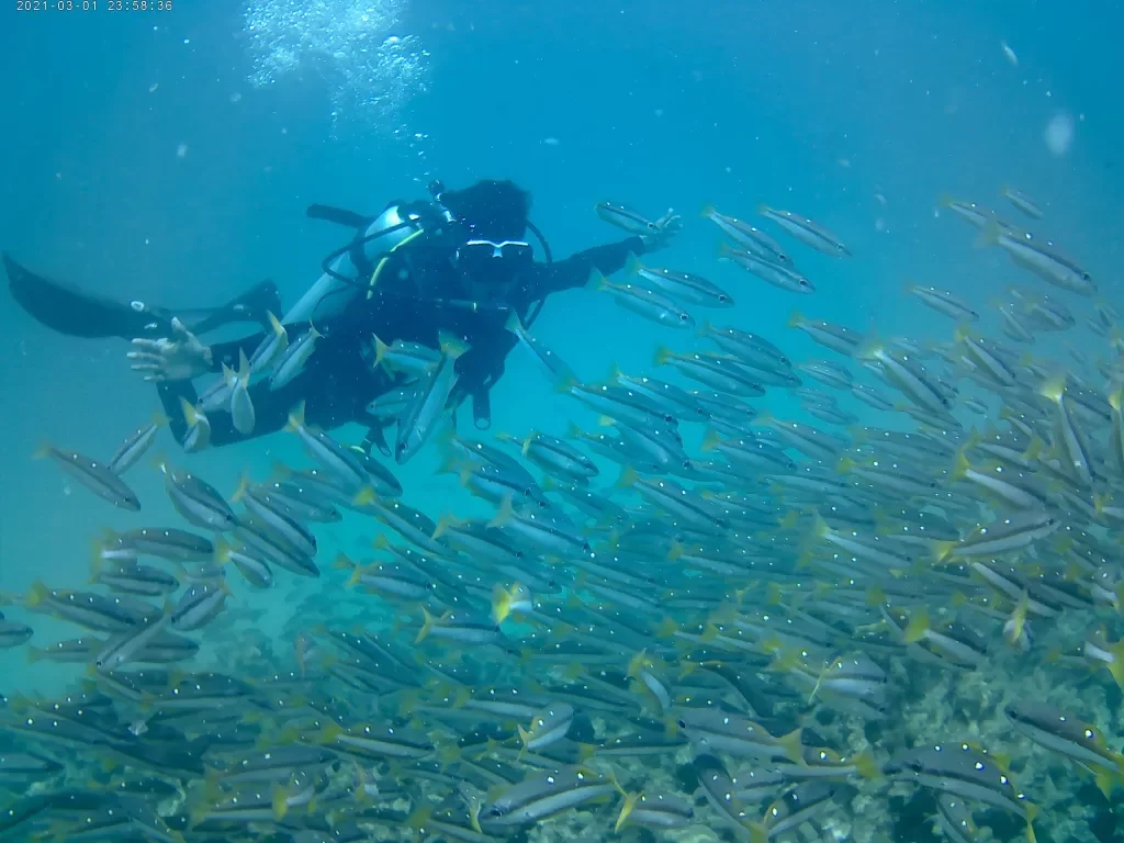 diver with pool of fish, Best dive Sites in Andaman