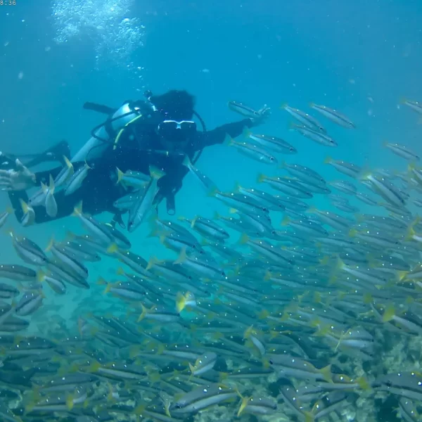 Fun Diving at Premium Dive sites