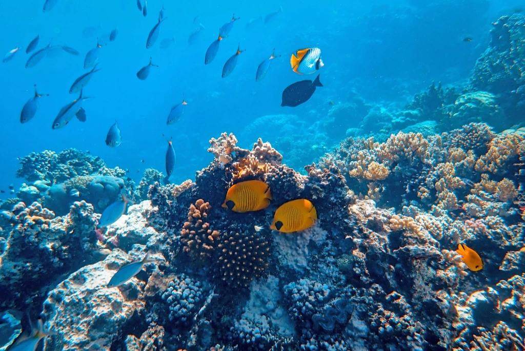 coral reef with marine life