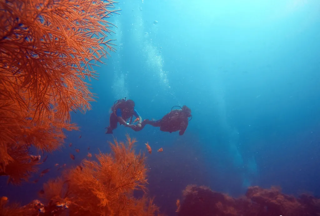 two divers underwater with coral reefs