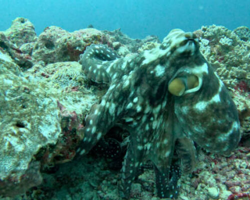 Octopus on the coral reef beneath the sea