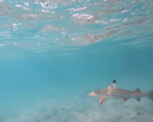 A blacktip reef shark swimming in shallow waters in the ocean.