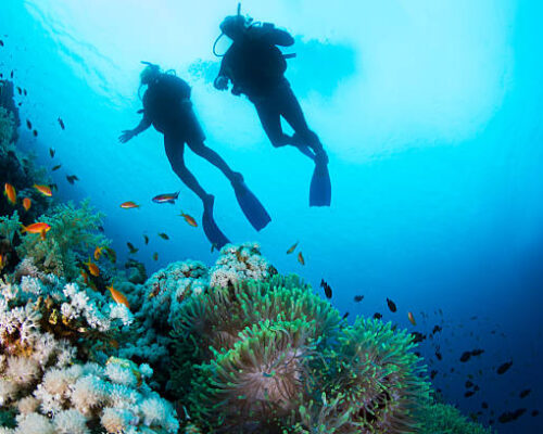 Two silhouettes of Scuba Divers swimming over the live coral reef full of fish and sea anemones.