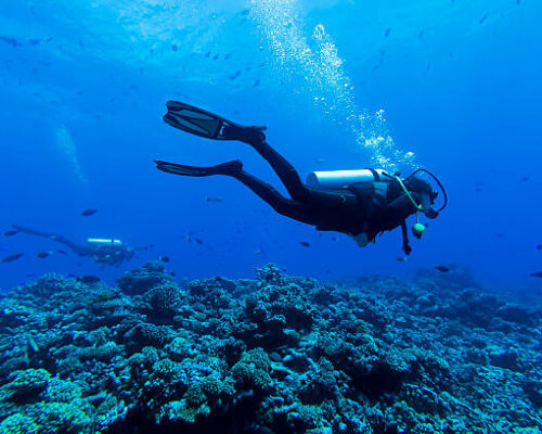 diver swimming underwater on a reef with small fishes all around