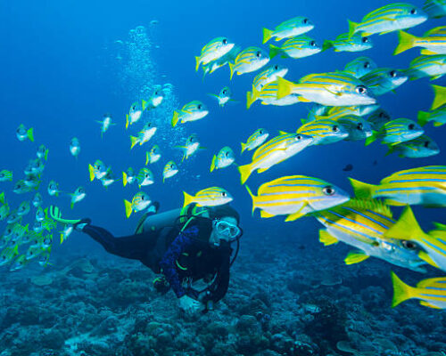 A school of bluestripe snappers (Lutjanus rufolineatus) and a female diver in Havelock, Andaman