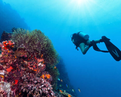 Young woman scuba diver exploring coral reef. Underwater sport and leasure activities.