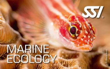 SSI marine ecology