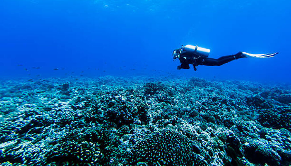 a deep diver underwater diving over the belt of coral reefs