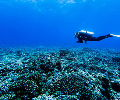 a deep diver underwater diving over the belt of coral reefs