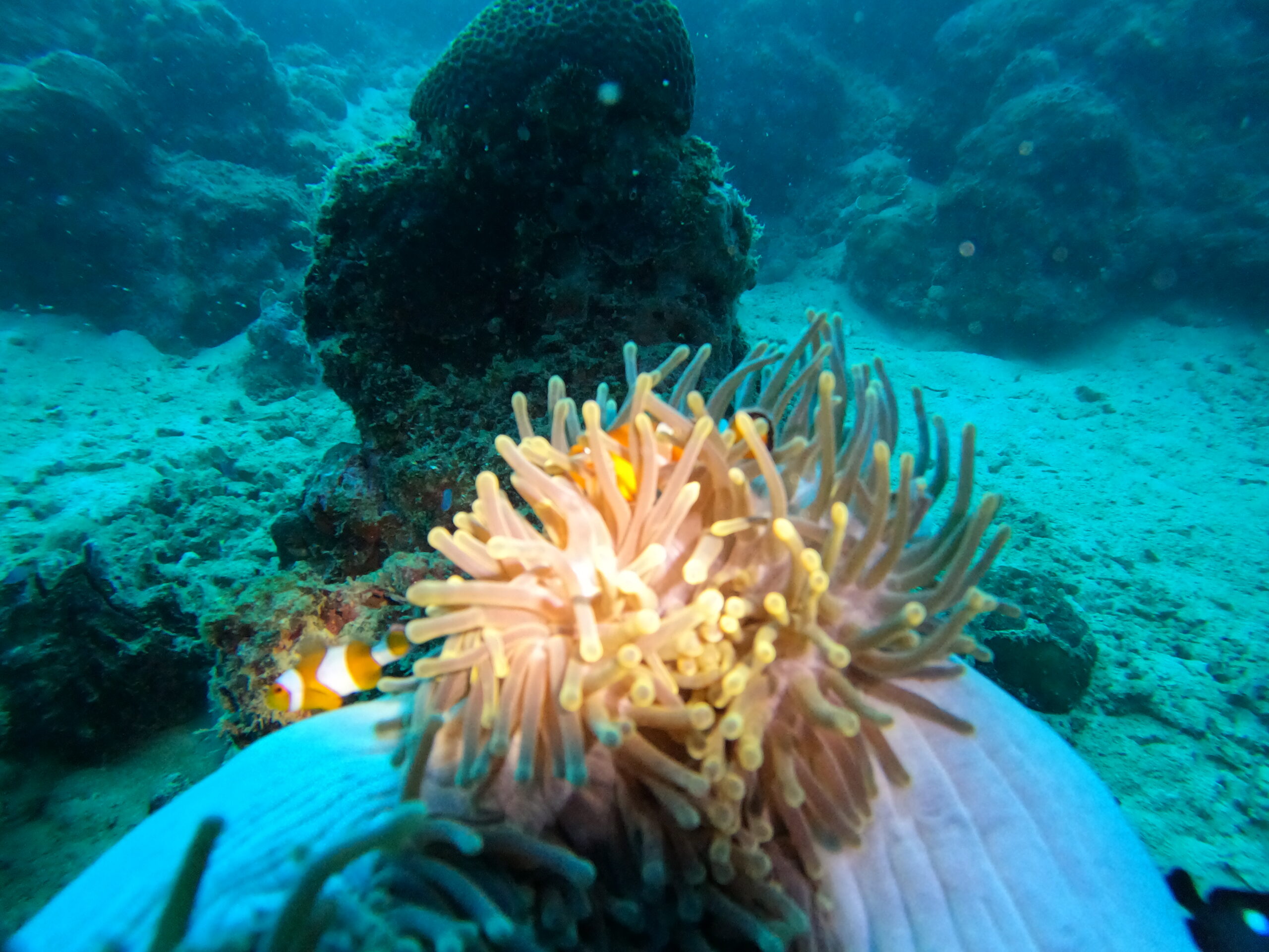 underwater Sea anemone surrounded by hard corals | deep dive sites on Havelock Island