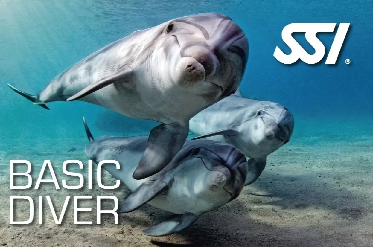 3 dolphins swimming on the sea floor text says "SSI basic diver"