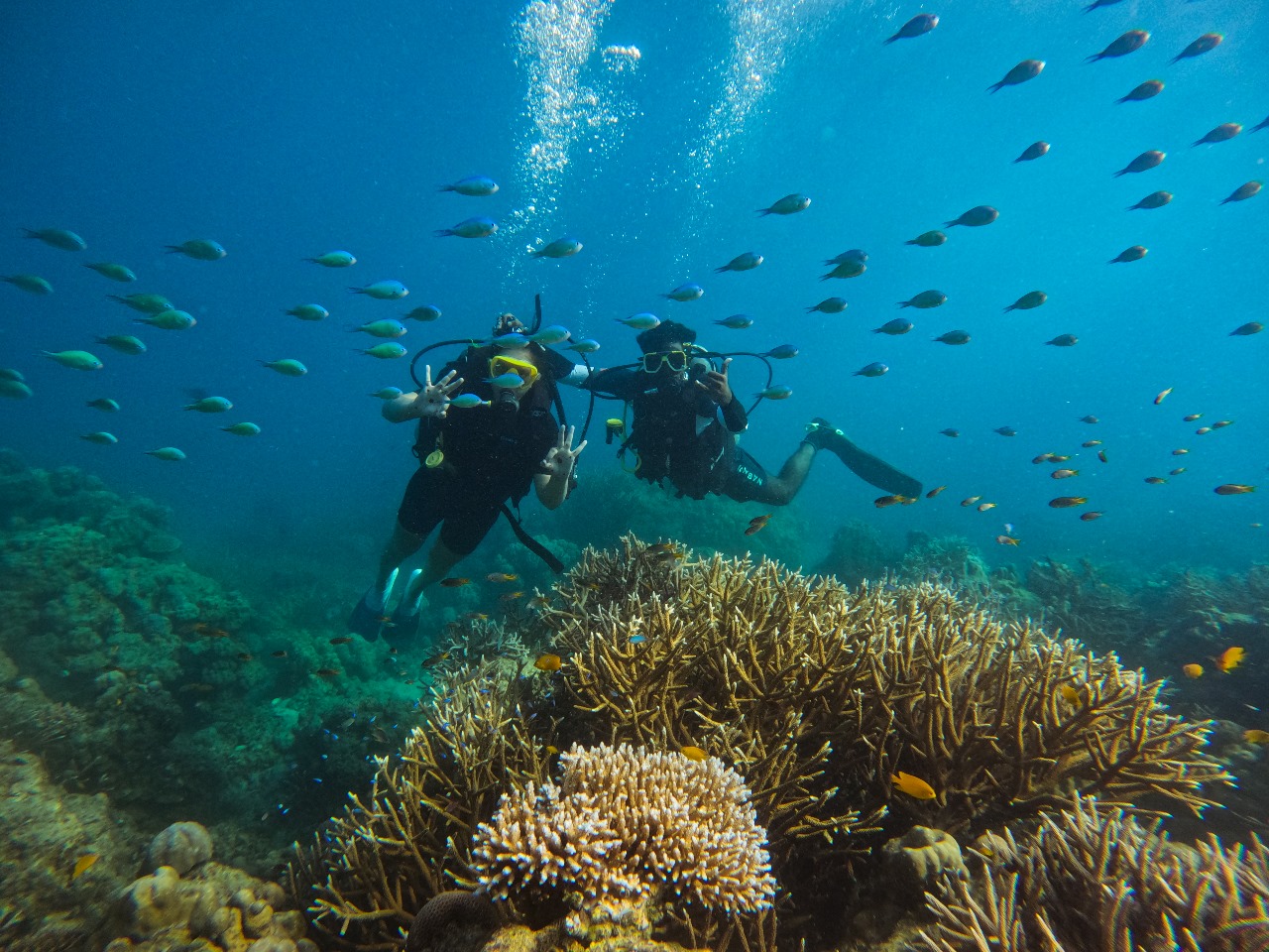 two scuba divers underwater with multiple species of fish and coral reefs