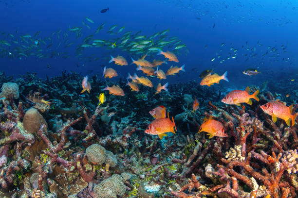 a beautiful coral reef with multiple schools of colorful fish swimming around