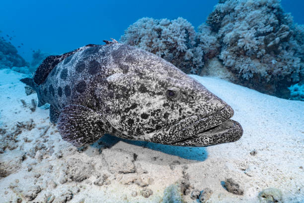 Giant Potato Cod fish lying on the sandy bottom of the coral reef