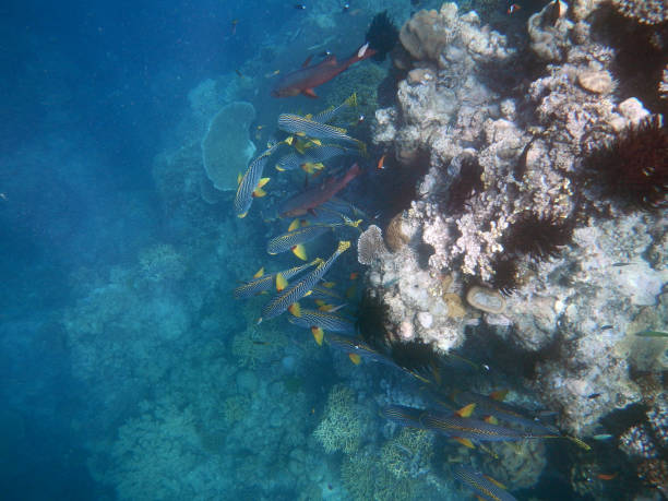 a group of fishes floating close a rocky coral reef in transparent blue waters