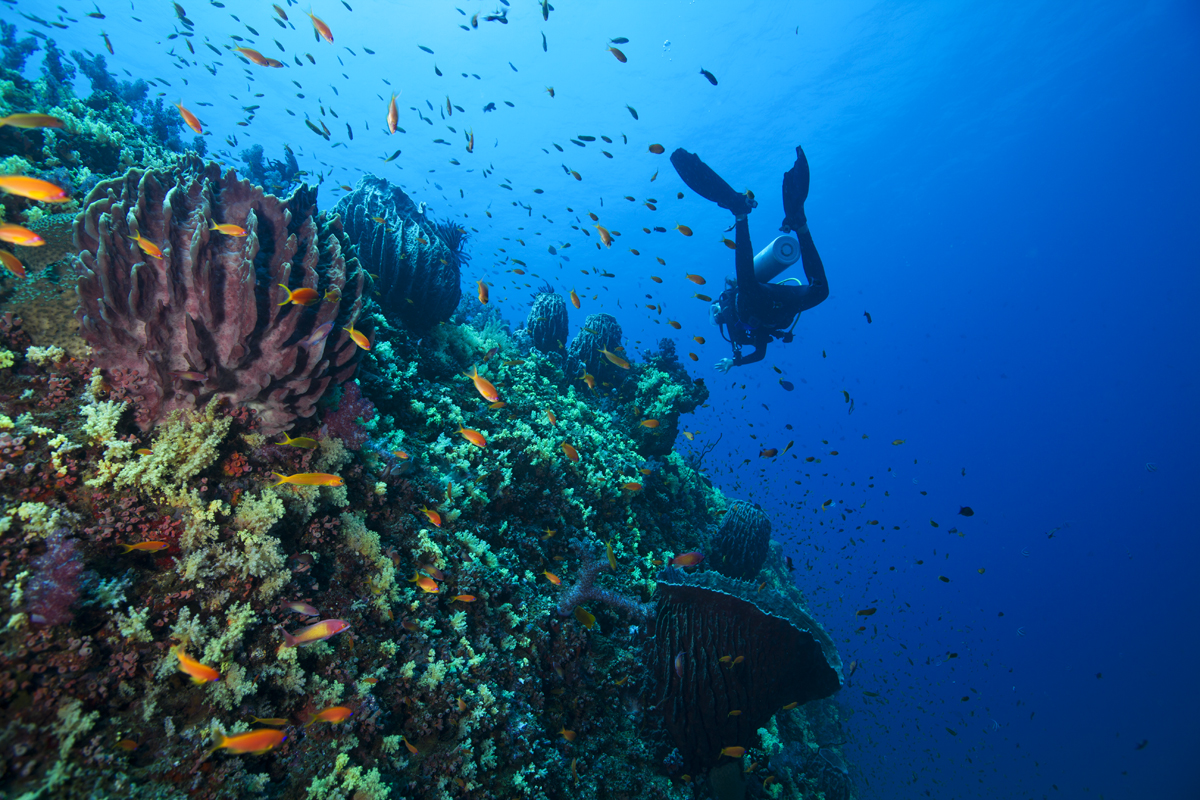 a scuba diver swimming over over colorful coral species while multiple fishlife swimming around