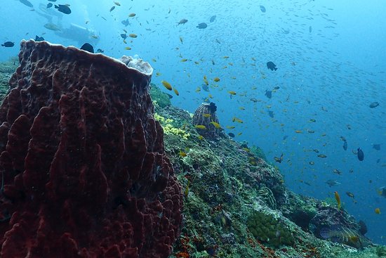 Dickson’s Pinnacles coral reef