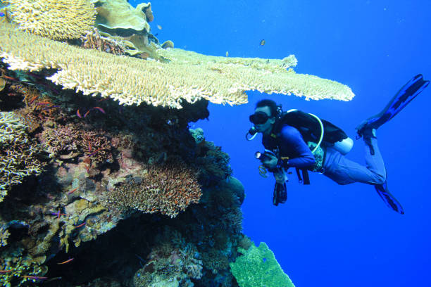 a scuba diver swimming perpendicular to table coral reef