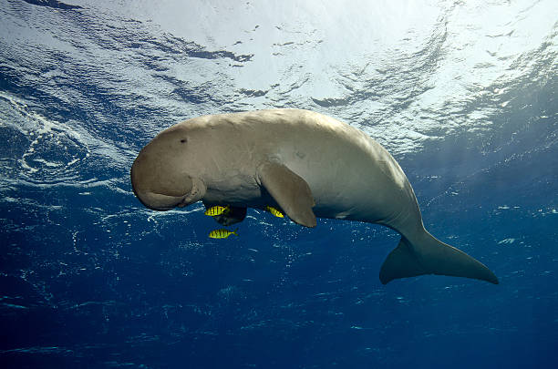 A Dugong or sea cow swimming in the deep blue sea