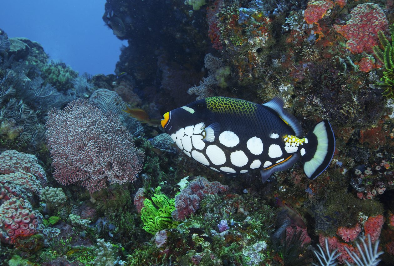 a clown trigger fish swimming close to colorful coral reefs