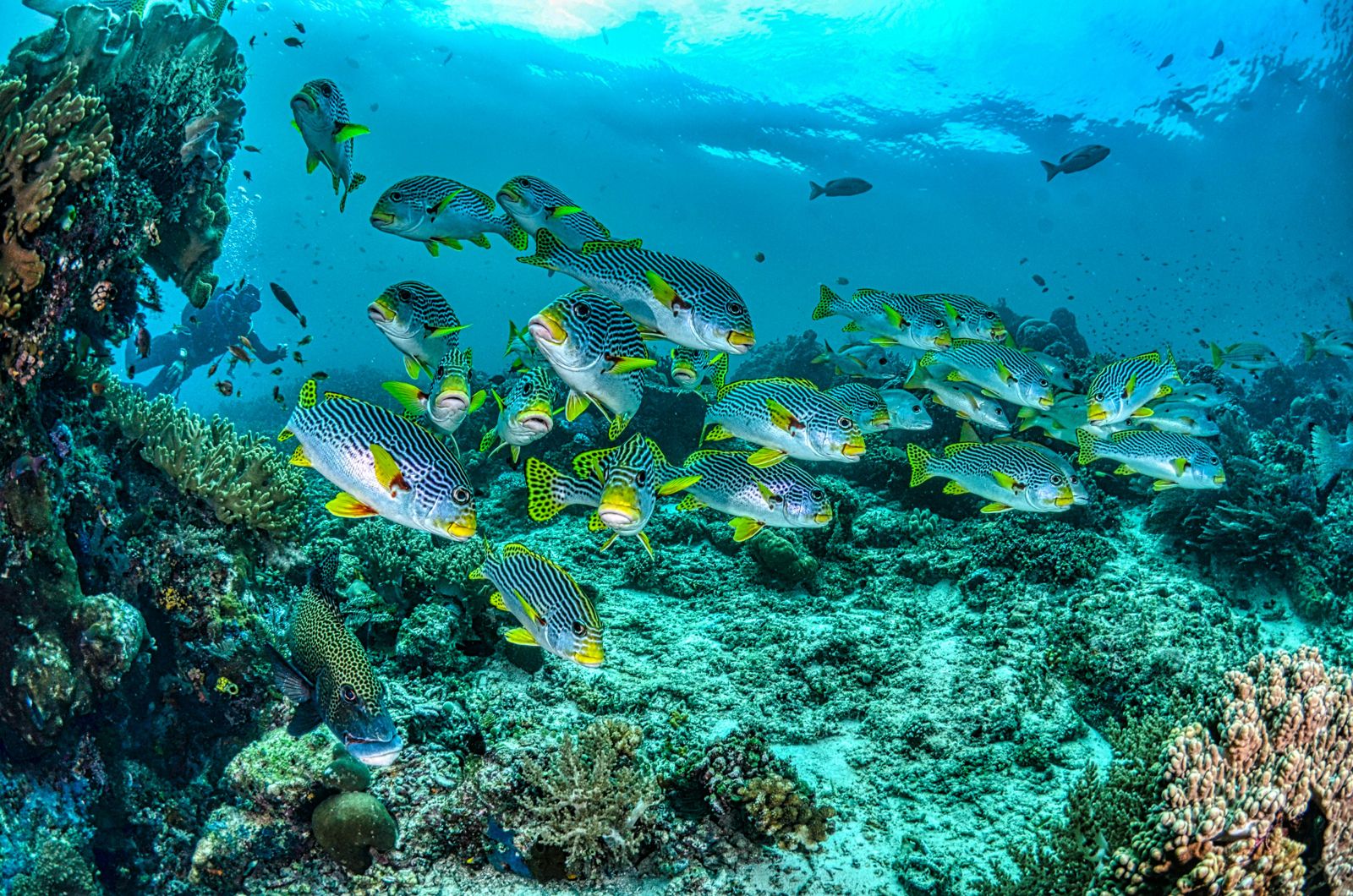 Group of sweetlips fish swimming close to a rocky coral reef while a scuba diver following them from behind