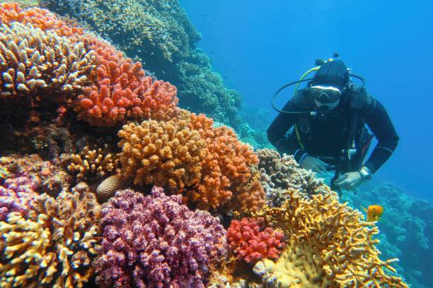 a scuba diver swimming underwater over colorful coral reefs