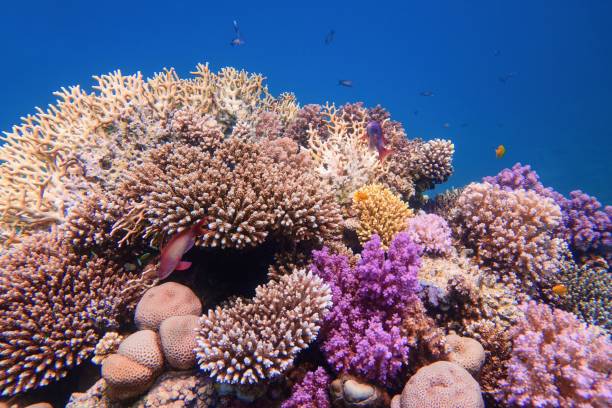 colorful coral reef species lying on the bottom of the Johnny’s Gorge Dive Site