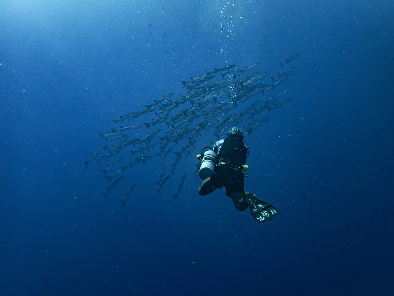 a scuba diver swimming underwater while a group of barracudas passing by