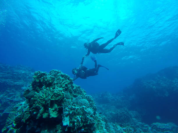 2 scuba divers swimming underwater close of the bottom of coral reef