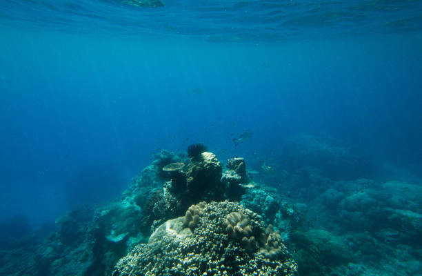 a vibrant dive site beneath the sea surface with multiple species of marine life