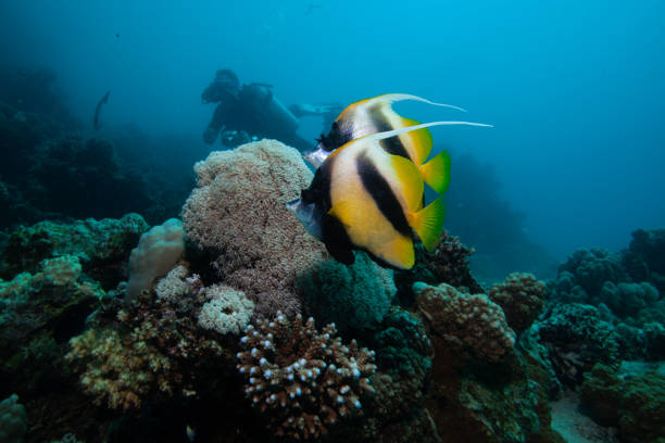 a scuba diver underwater exploring colorful coral reefs and fishlife