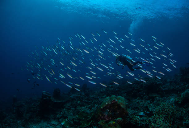 a scuba diver swimming along a school of fishes above coral reefs