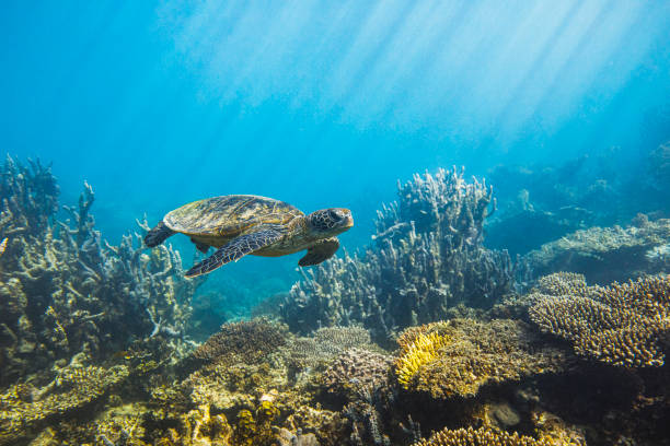 a green sea turtle swimming over a beautiful coral reef beneath the sea surface