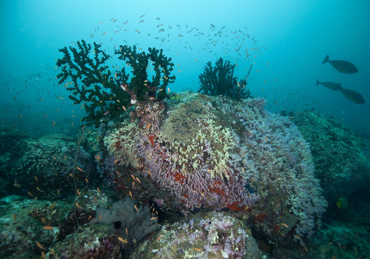 colorful coral reef underwater and multiple species of fish swimming around