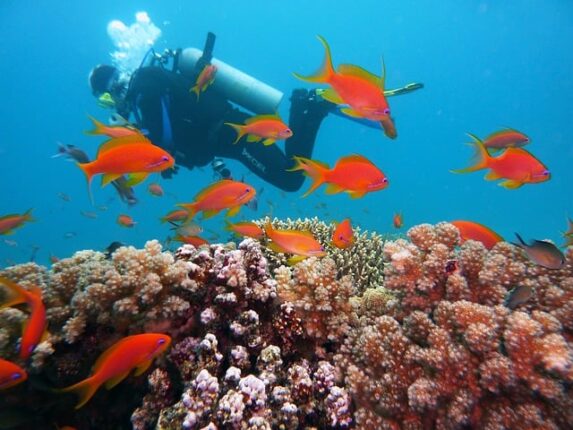 a scuba diver swimming underwater over colorful coral reefs and orange colored fishes swimming around