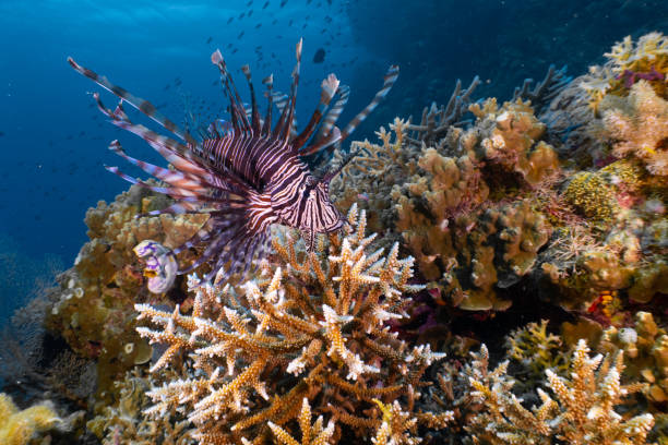 a lion fish resting on coral reefs underwater