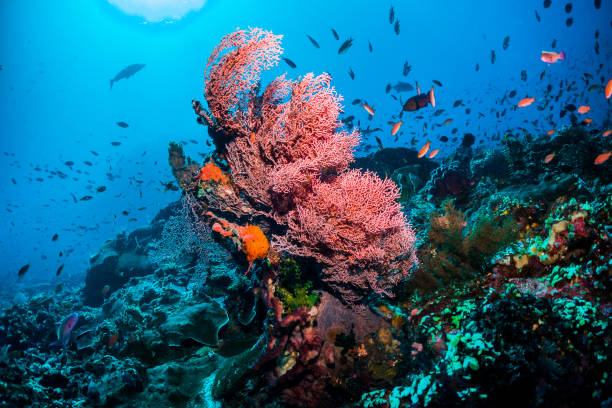 colorful coral reefs with multiple species of sea dwellers