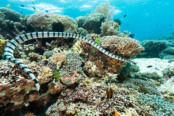 a sea krait spotted floating around a colorful coral reef