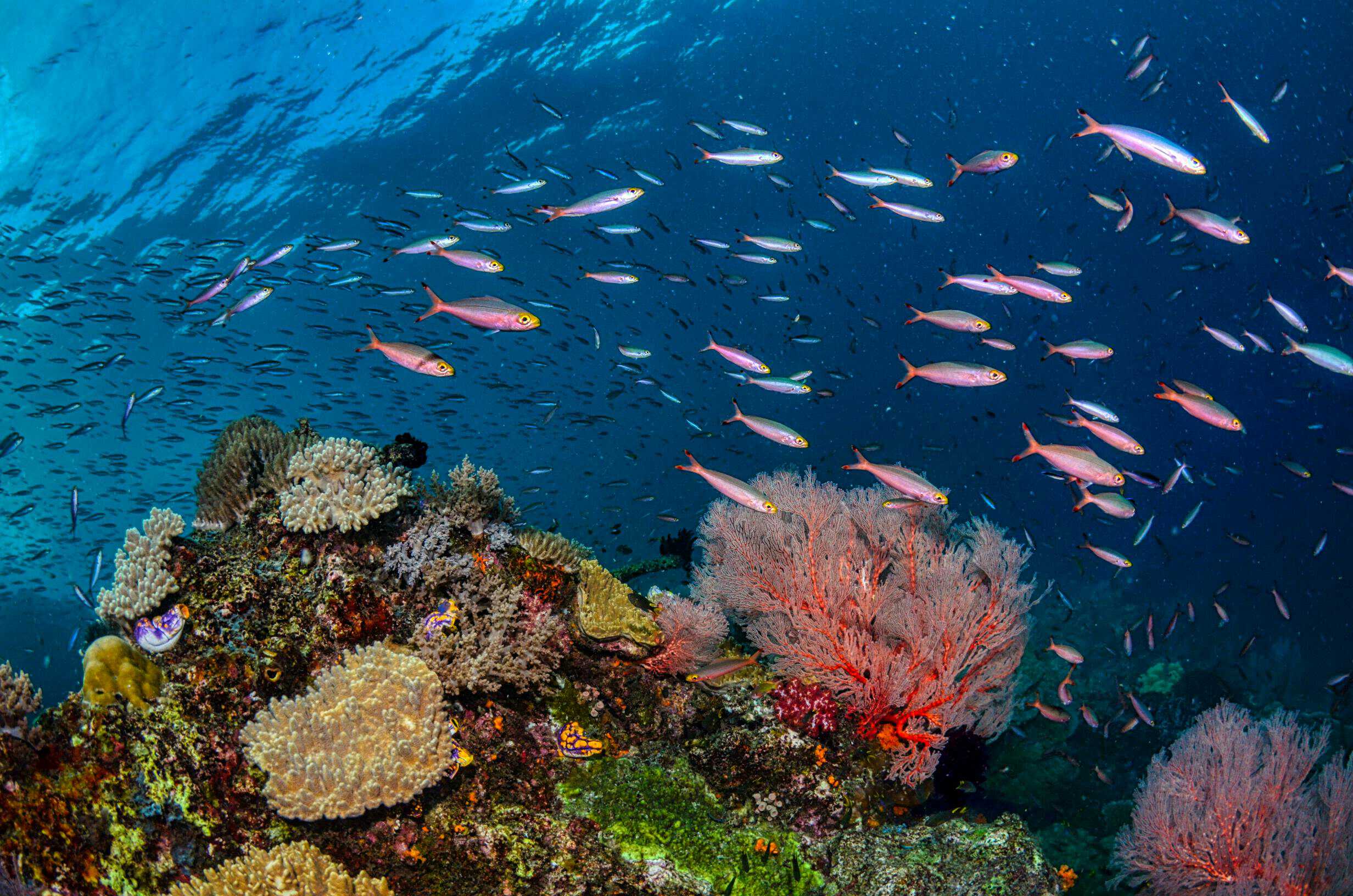 The Bus Stop dive site at Neil Island