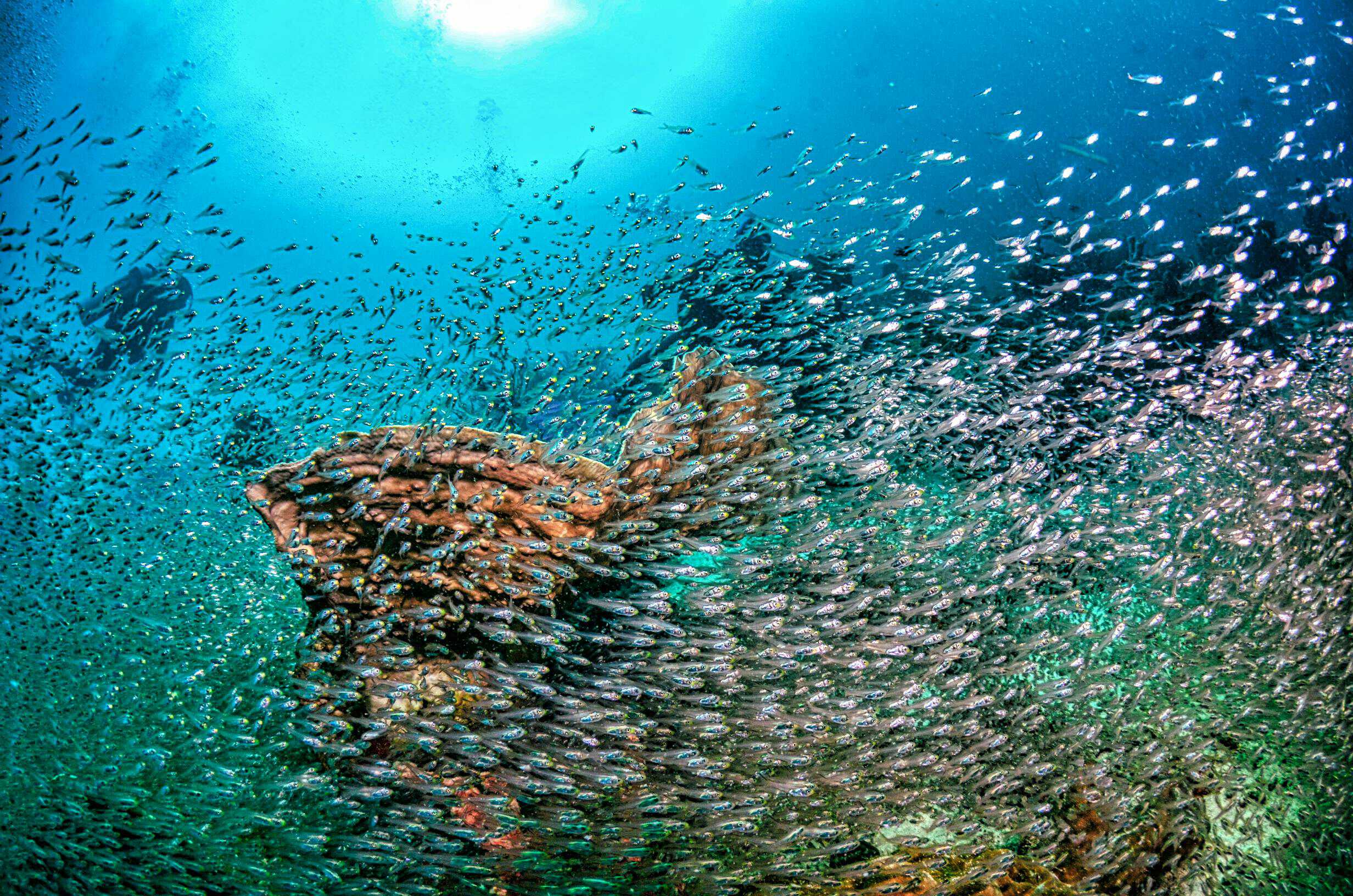 The school of glass fish