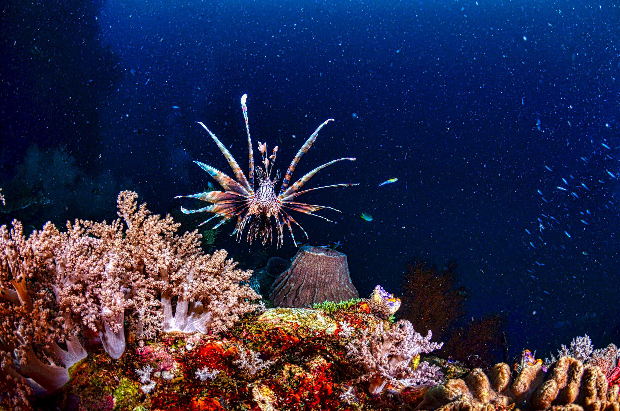 a beautiful lionfish floating over colorful soft corals