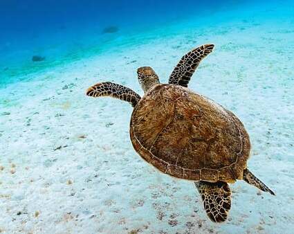 a green sea turtle floating on the sandy bottom beneath the sea surface 