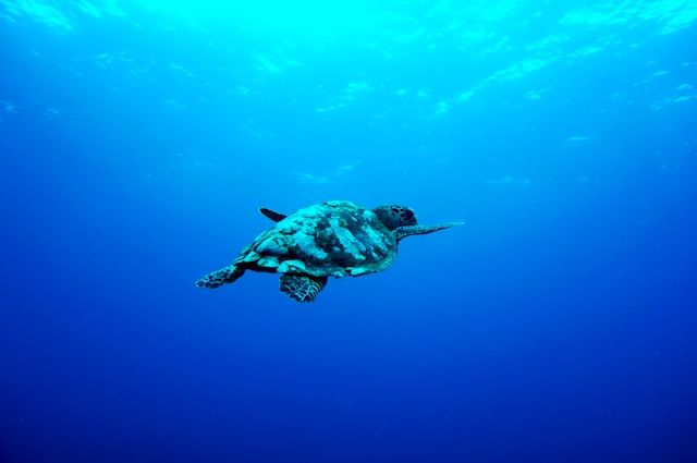 a green sea turtle swimming in deep blue sea