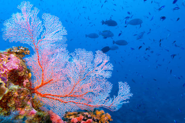 dive site with multiple species of fishlife and colorful coral reefs